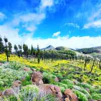 Reach New Heights at Pico de las Nieves