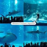 Okinawa 5 วัน 4 คืน 🌸🌴👒