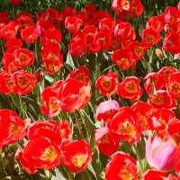 🌷横浜公園のチューリップと近場観光の組み合わせプラン