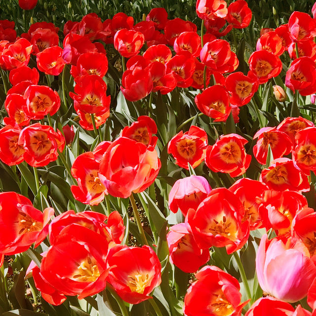 🌷横浜公園のチューリップと近場観光の組み合わせプラン