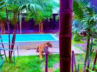 與猛獸近距離接觸的芭提雅老虎園 Tiger Park Pattaya