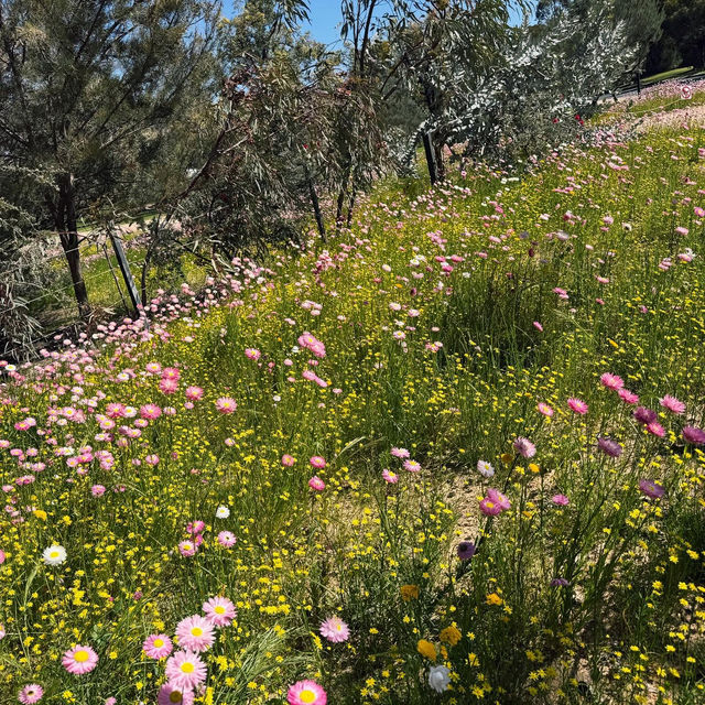 A Floral Symphony at Kings Park and Botanic Garden