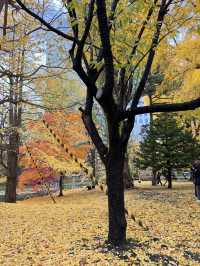 🍁 ฮอกไกโด Autumn Shock