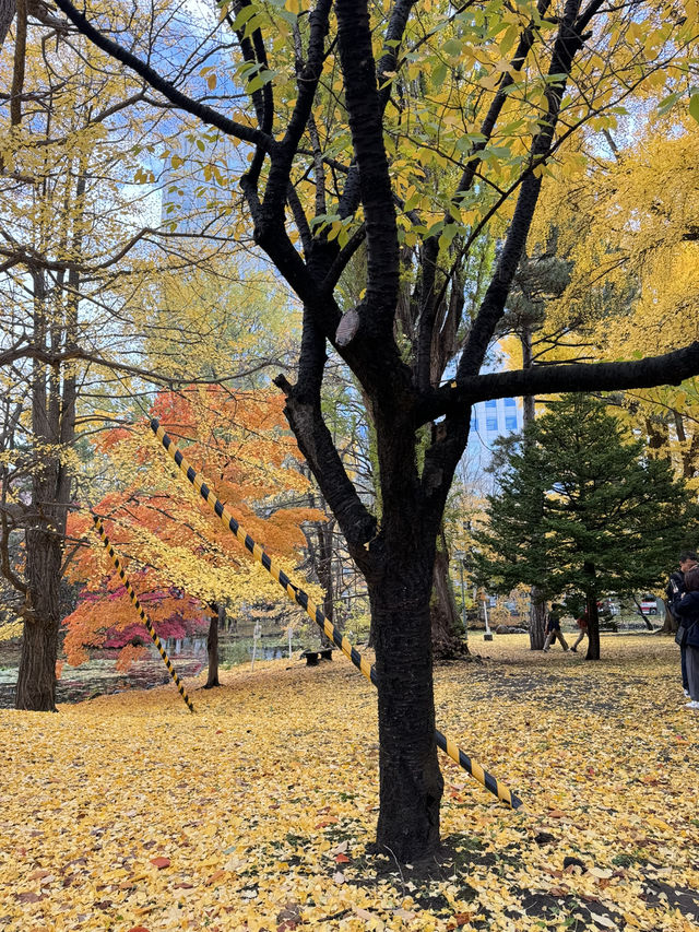 🍁 ฮอกไกโด Autumn Shock 🍁 ฮอกไกโด Autumn Shock