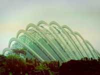 Cloud Forest──夢幻雲霧中的綠色奇境