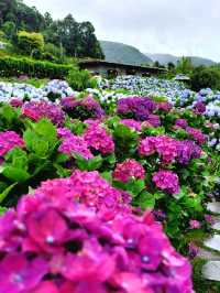 🌸 Chasing Blooms in June: Into the Hydrangea Fields
