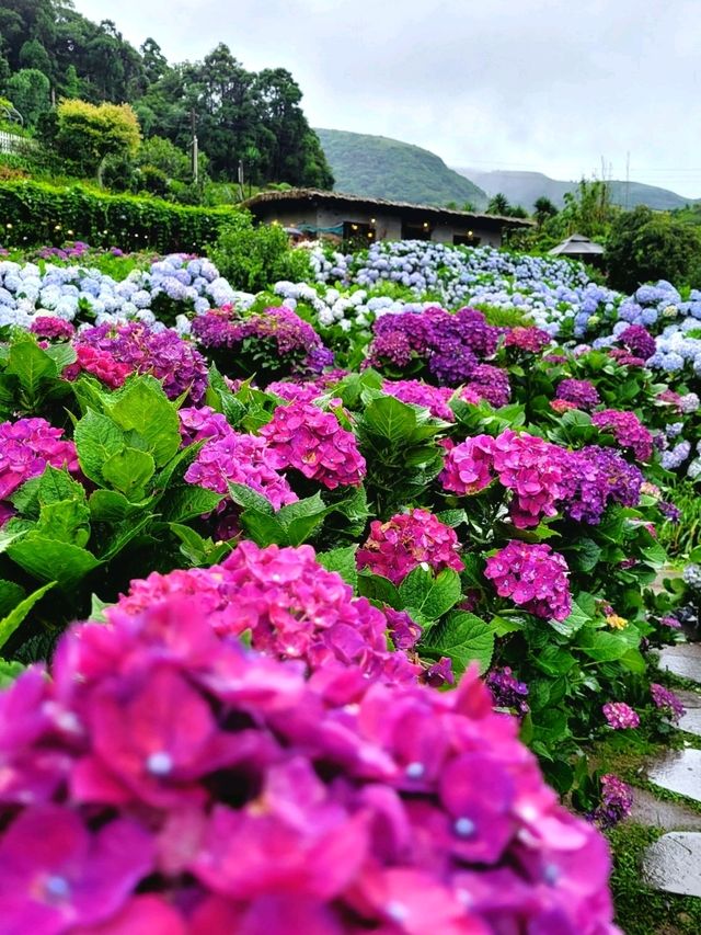 🌸 Chasing Blooms in June: Into the Hydrangea Fields