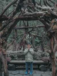 Mount Kinabalu Botanical Garden – A Hidden Gem at the Foot of the Mountain