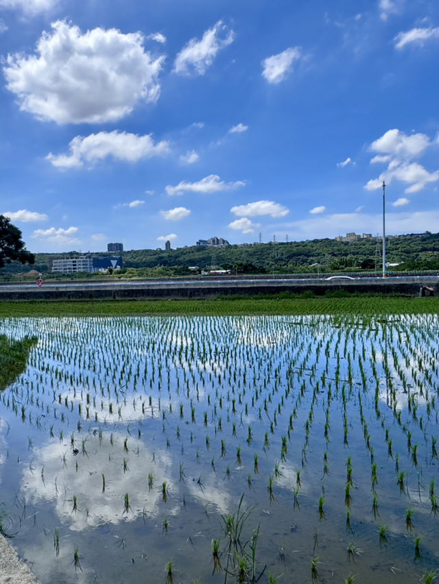 韭菜花的季節 韭菜花的季節