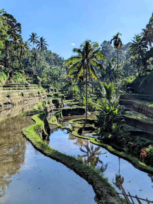 📍 뜨갈랄랑 계단식 논(Tegalalang Rice Terrace) 후기
