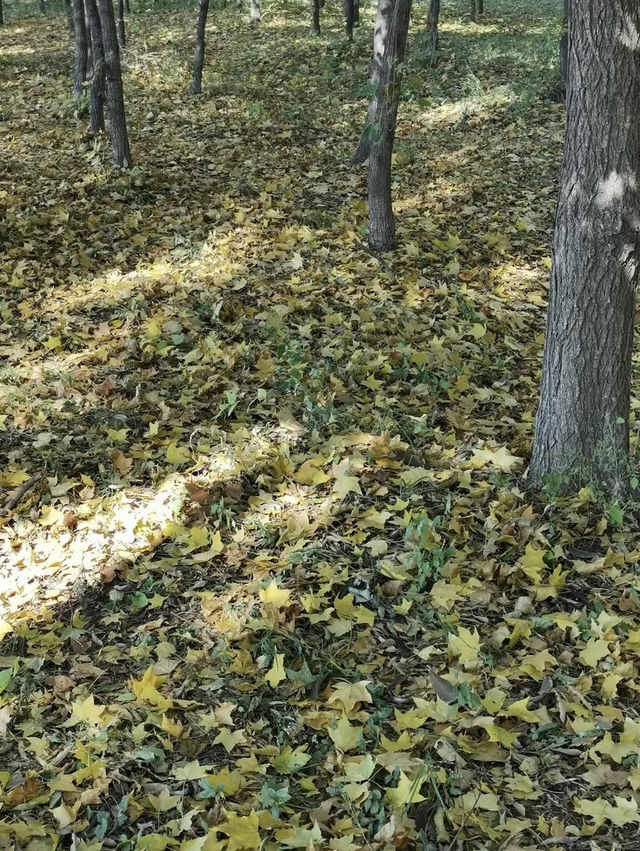 瀋陽北陵公園🇨🇳