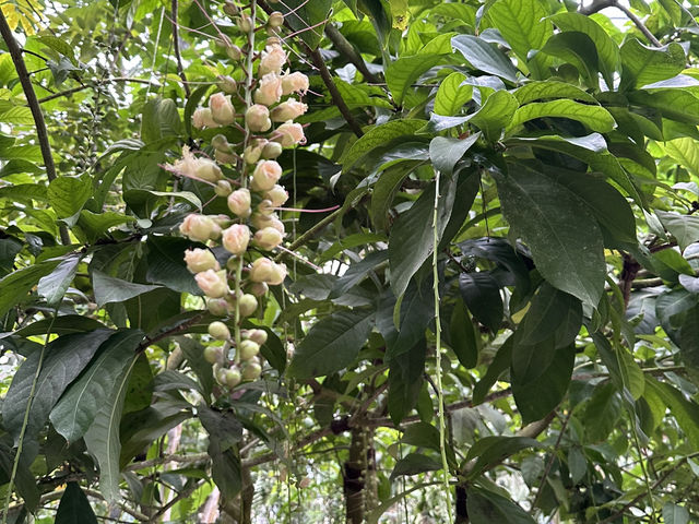 生簀ランチから牧野植物園へ🌿　高知旅