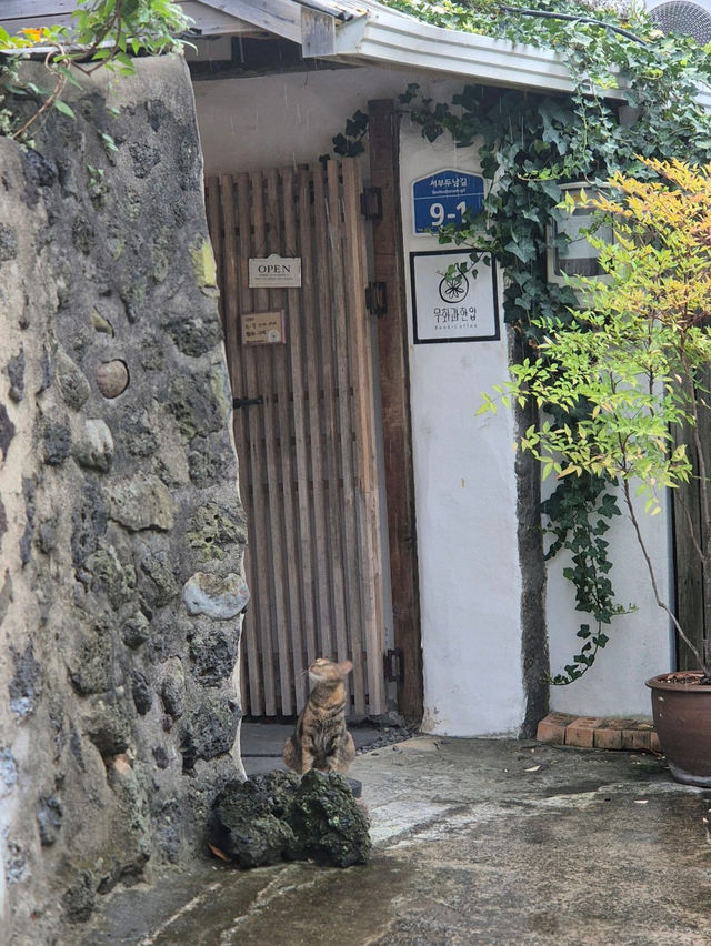 💫💓제주 동문시장 근처 북카페 | 무화과한입