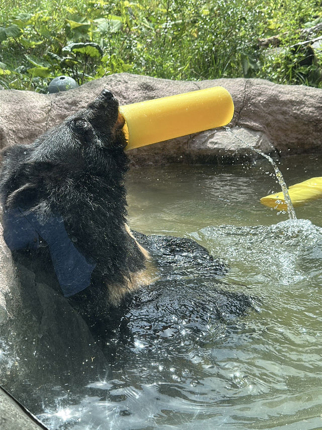 ✨Maruyama Zoo สวนสัตว์ที่เดินทางง่ายใน Sapporo✨