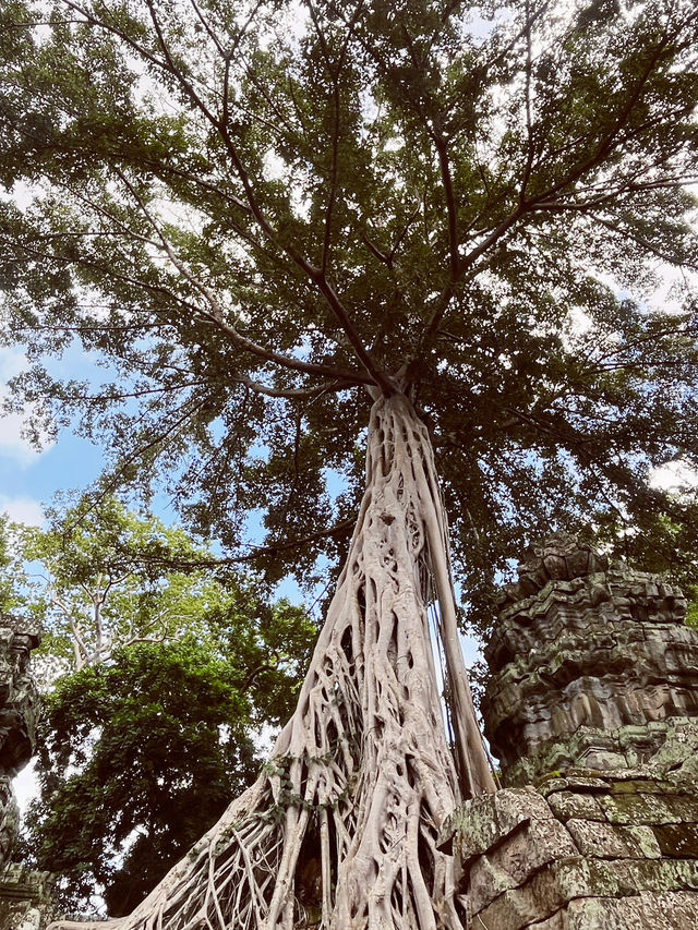 Ta Prohm Temple, Angkor 🇰🇭🌿 — The “Tomb Raider” Temple Adventure Ta Prohm Temple, Angkor 🇰🇭🌿 — The “Tomb Raider” Temple Adventure