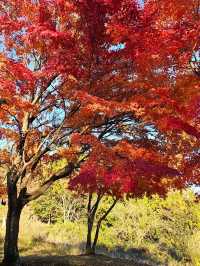 Autumn Spectacle at Arakurayama Sengen Temple, Japan