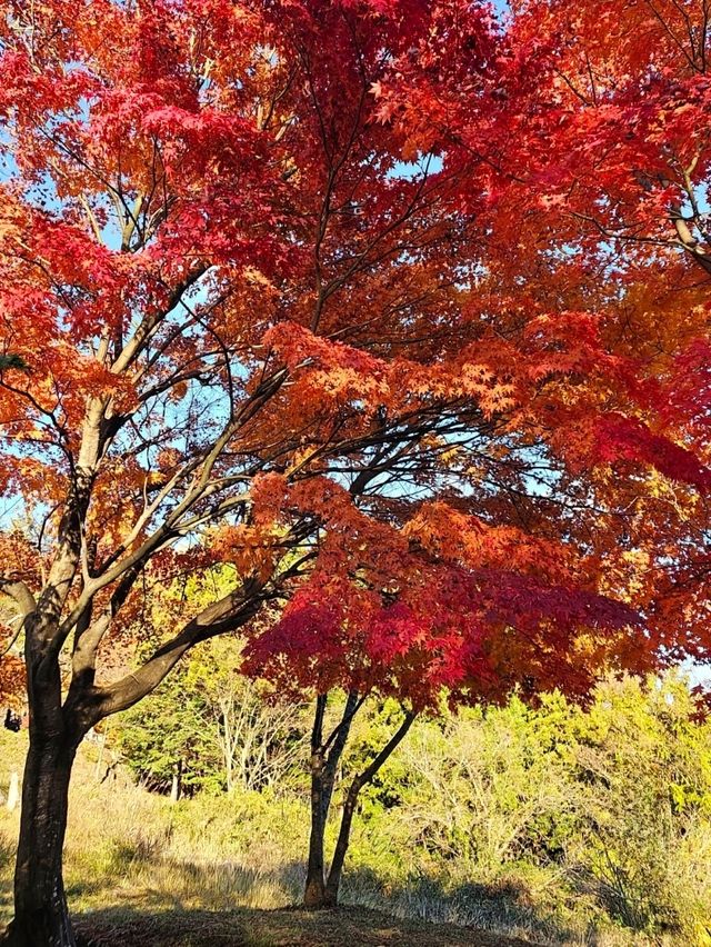 Autumn Spectacle at Arakurayama Sengen Temple, Japan