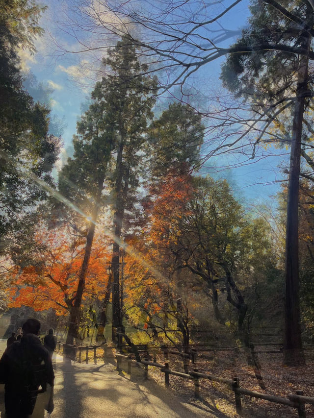 가을 산책엔 이노가시라 시공원 🍂🍁