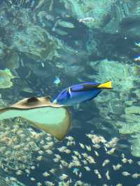 【沖縄旅行】世界的に有名な美海水族館🐡一度は行くべき!