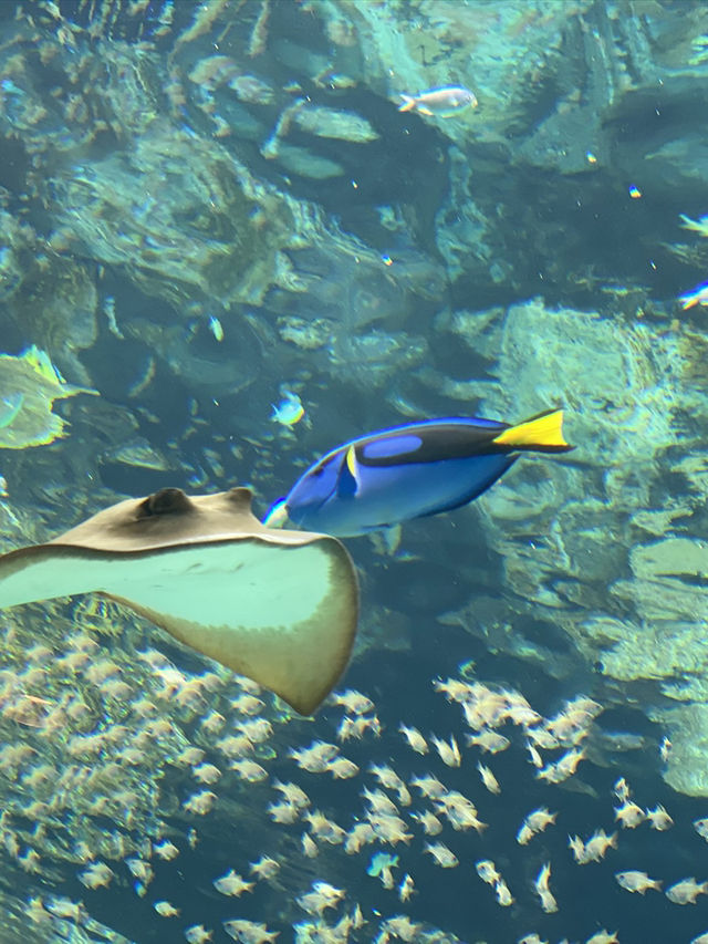 【沖縄旅行】世界的に有名な美海水族館🐡一度は行くべき! 【沖縄旅行】世界的に有名な美海水族館🐡一度は行くべき!