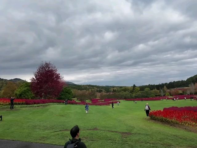 北海道秘境✨由仁花園3.2萬株地膚草鋪成秋日絨毯