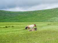 Hustai National Park - Fantastic animal viewing.