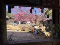 บ้านพักโปโป&ปิงปิง โฮมสเตย์ ขุนวาง