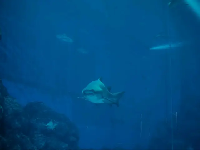 Singapore Oceanarium Sentosa