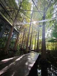 🌲落羽松秘境中的蔬食饗宴#🌿 澄石享自在-臺中市北屯區