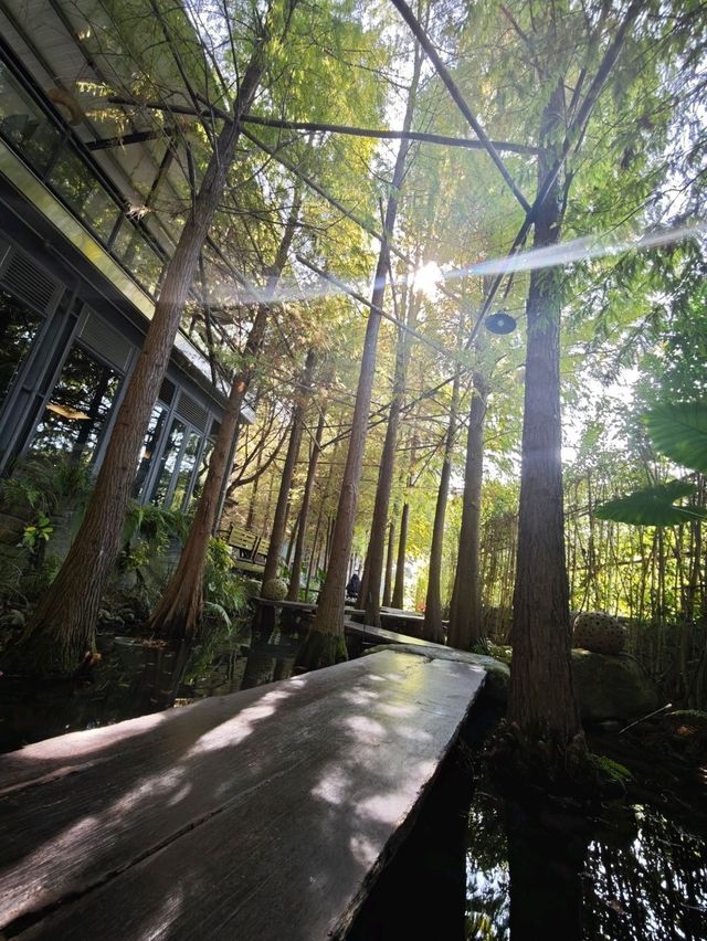 🌲落羽松秘境中的蔬食饗宴#🌿 澄石享自在-臺中市北屯區