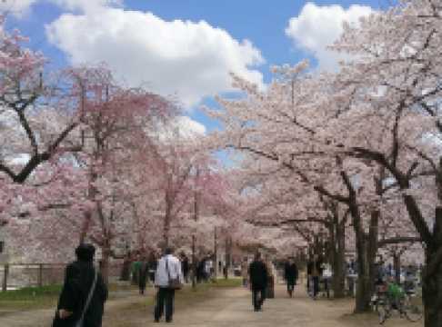 🌸大阪城櫻花｜城市中最浪漫的粉色海洋