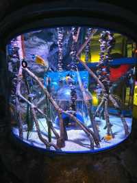 SEA LIFE  ย้อนวัยเด็กที่อควาเรียมกลางกรุง 🐠🪼🪸