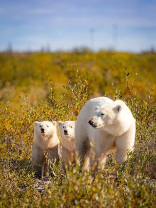 Walking with Giants: My Unforgettable Churchill Wild Safari