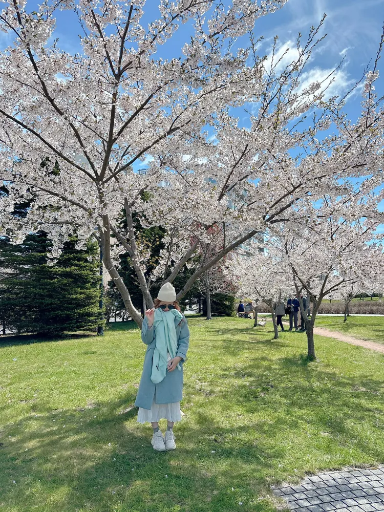 【函館春日限定】五稜郭公園：闖入粉紅色的巨大繁星，北海道最壯麗的櫻花盛宴！。