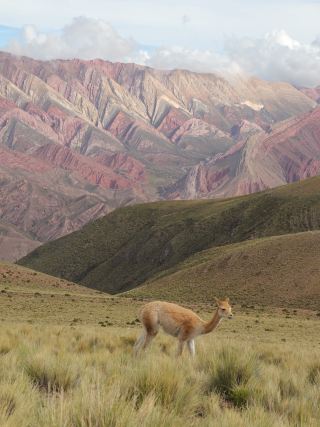 [Argentina] The 14-Colored Mountain is Absolutely Stunning.