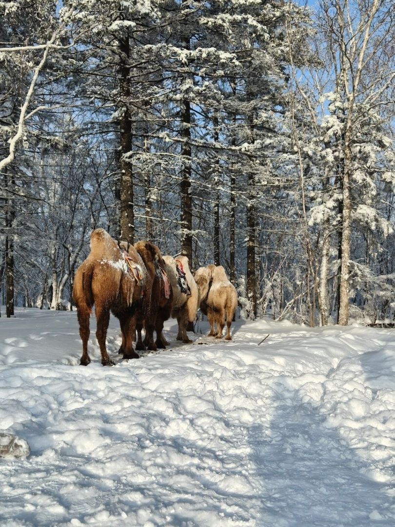Snowmobiles, sled rides & endless snow — Yabuli was unreal ❄️