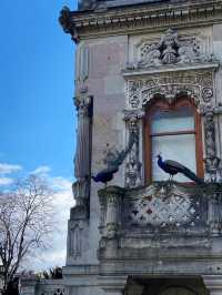 🦚 POV: My 3 AM Dream. Peacocks Living In A 19th-Century Palace