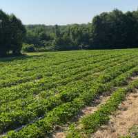 Strawberry Picking in Peterborough 