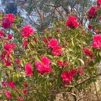 Nice Garden: Mount Lofty Botanic Garden 🇦🇺