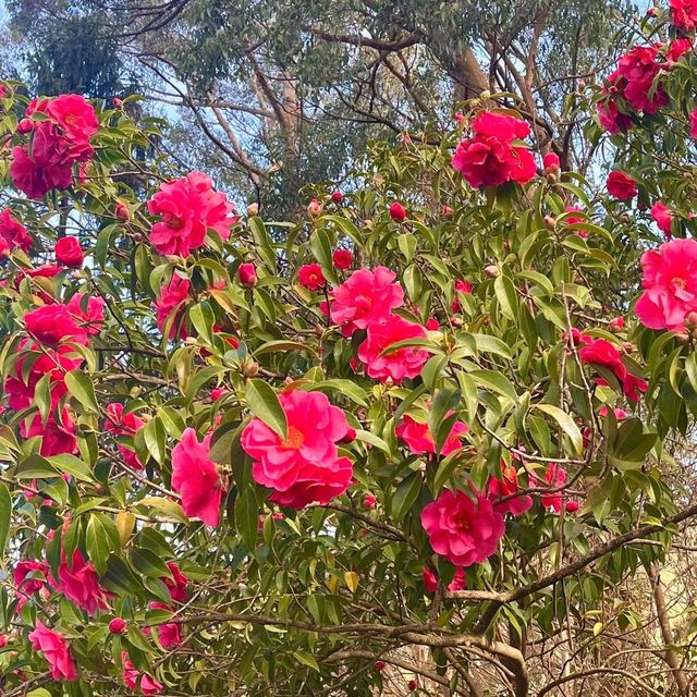 Nice Garden: Mount Lofty Botanic Garden 🇦🇺