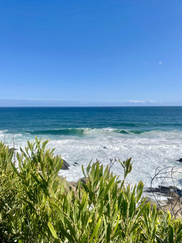 Dolphins and whales from your bedroom window 🐳