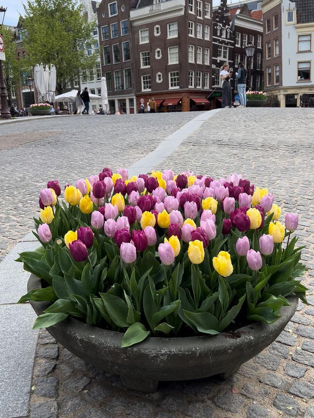 AmsterDAMN - Canals, Chaos & Cute Boys