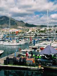 🌊 Ocean Magic: Dolphin and Whale Watching in Tenerife!