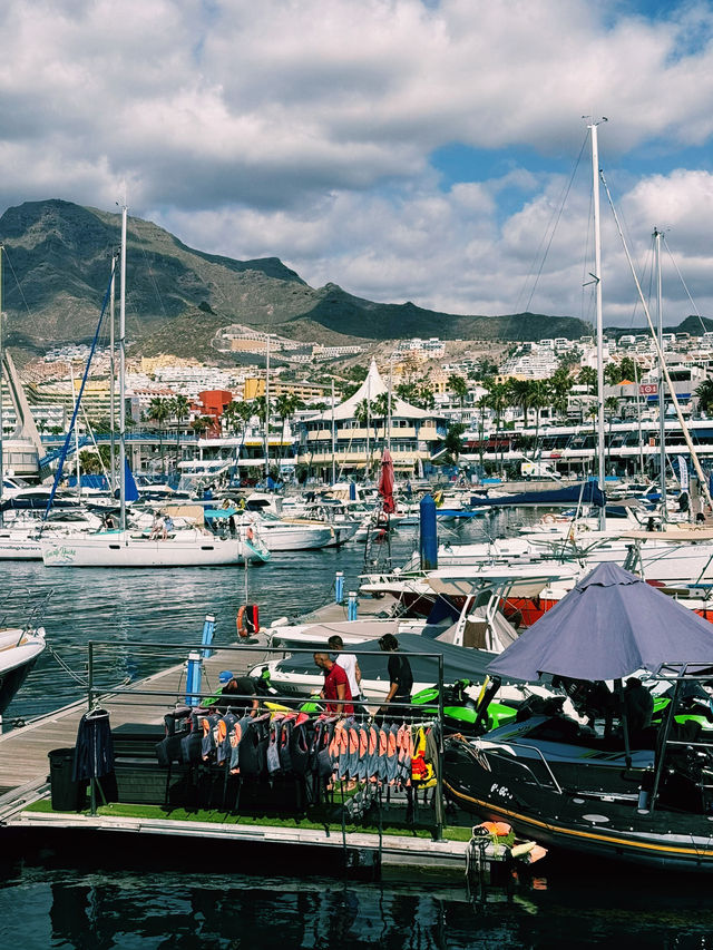 🌊 Ocean Magic: Dolphin and Whale Watching in Tenerife!