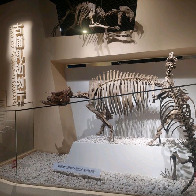 Dinosaurs, nice exhibitions in Natural History Museum of China 