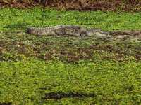 Into the Wild: Exploring Chitwan National Park, Nepal 