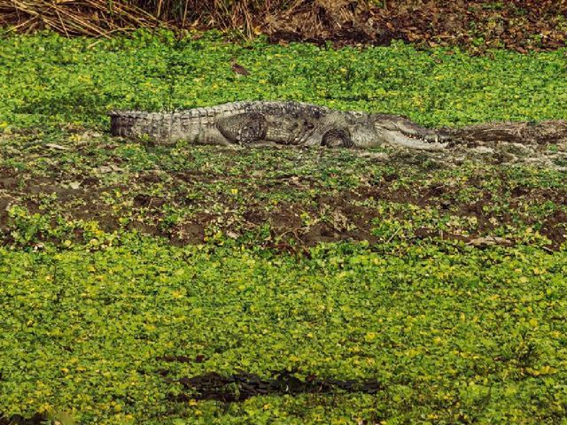 Into the Wild: Exploring Chitwan National Park, Nepal 