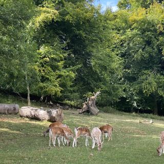 Knole Park: A Timeless Deer Haven in Kent 🦌🌳🏰