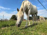 Summer holiday in Wingham, UK