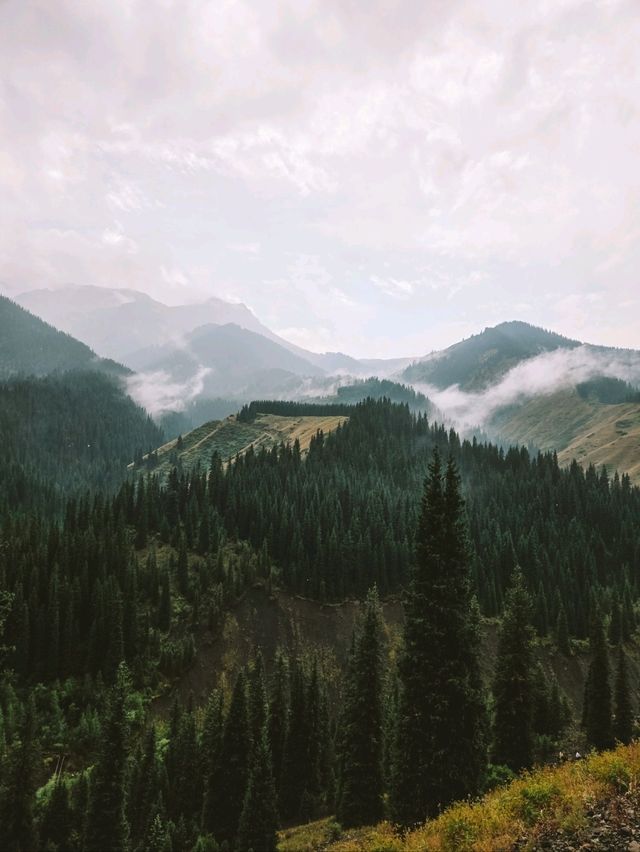 Have You Ever Seen Trees Growing From the Lake? Come to Kazakhstan!